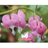 Bleeding heart - 1 plant (Group buying)