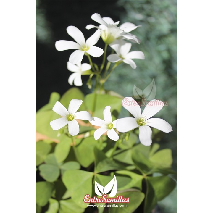 Oxalis regnelli