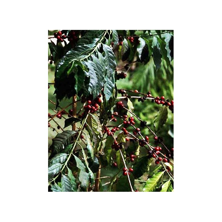 Café / Cafeto arábigo - Sobre 8 semillas