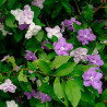 Brunfelsia pauciflora - Sobre 10 semillas