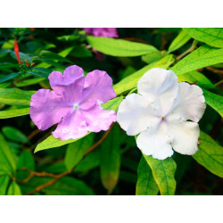 Brunfelsia pauciflora - 10 seeds