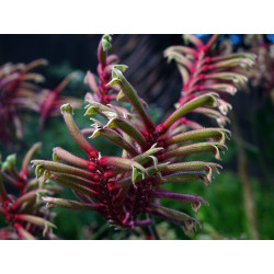 Tall Kangaroo Paw - 1 plant