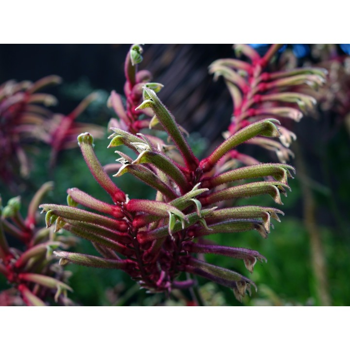 Kangaroo leg - 1 plant