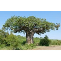 Baobab - 1 plant