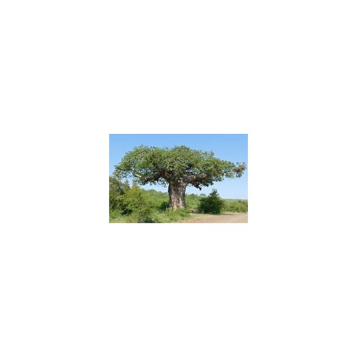 Baobab - 1 plant