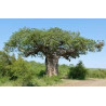 Baobab - 1 plant