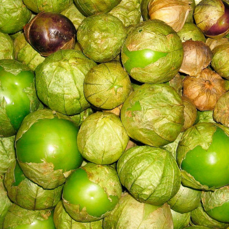 Tomatillo verde mexicano - Sobre 10 semillas