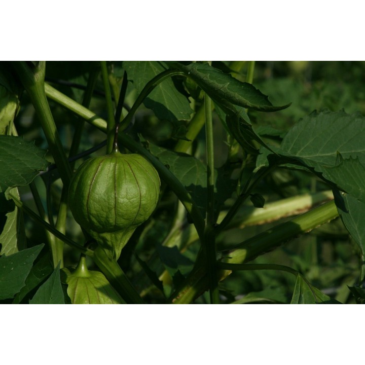 Tomatillo verde mexicano - Sobre 10 semillas