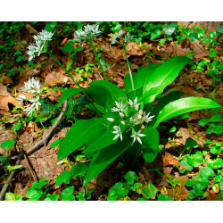 Wild garlic - 20 seeds