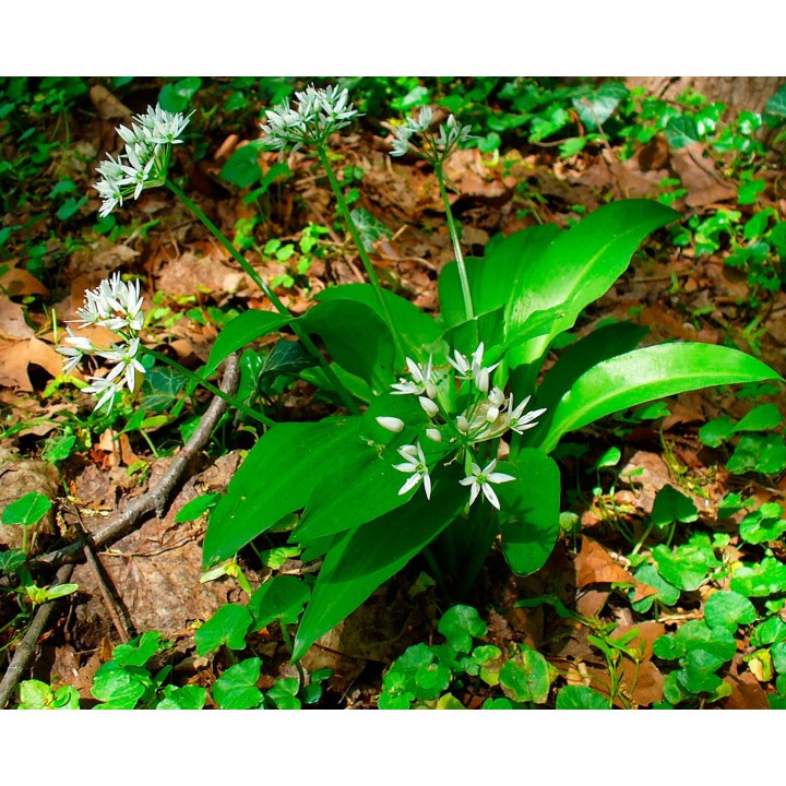 Wild garlic - 20 seeds