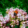 Valerian - 100 seeds