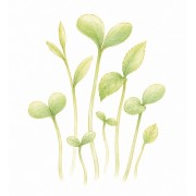 Easy sow seeds