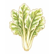 Chard