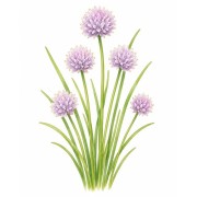 Chive