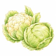 Cabbage and cauliflower