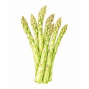 Asparagus
