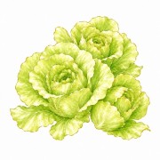 Lettuce and salads
