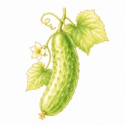 Cucumbers