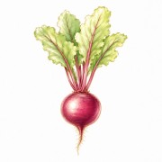 Beets