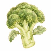 Broccoli
