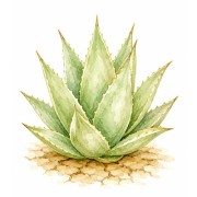What Seeds To Plant In Droought