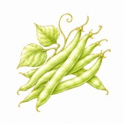 Beans