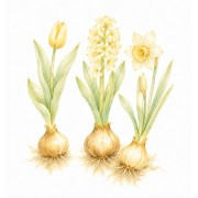 Bulb Plant Seeds