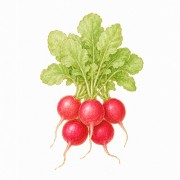 Radish