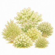 Shrubbery