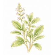 Aromatic