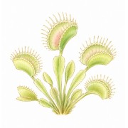 Carnivorous