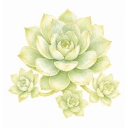 Succulents