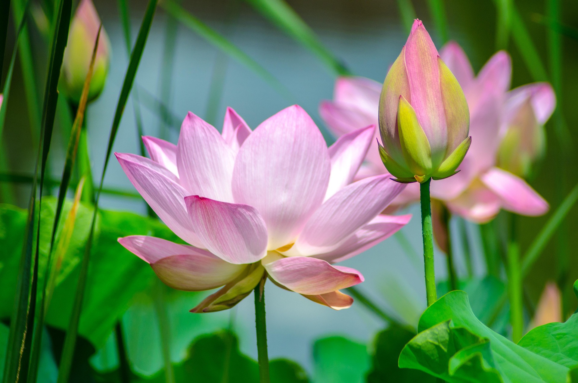 Sacred lotus