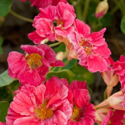 Nasturtium 'Cherry Rose'