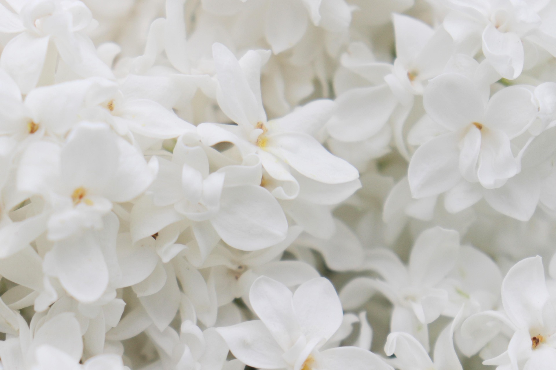 White flowers