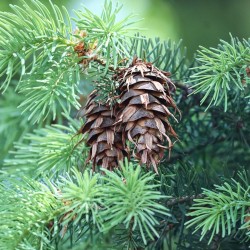 Douglas Fir