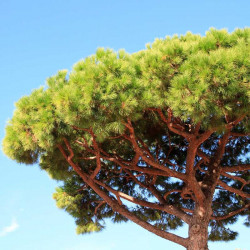 Stone pine
