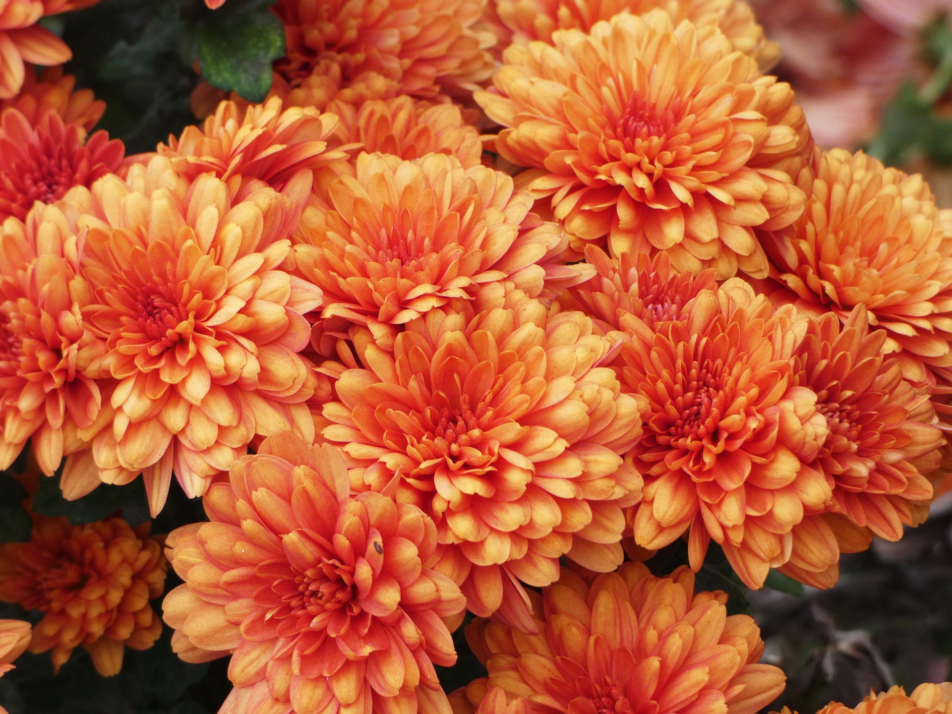 Orange flowers